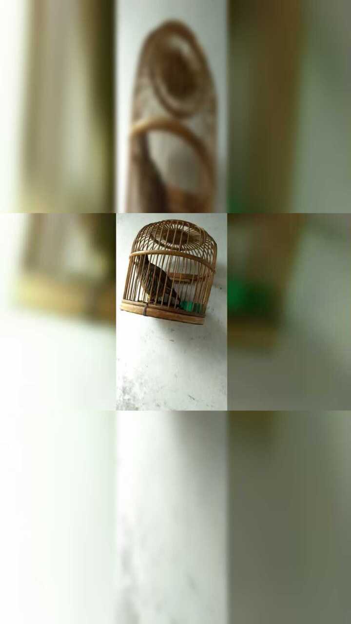 大庄安豪尕拉鸡叫声