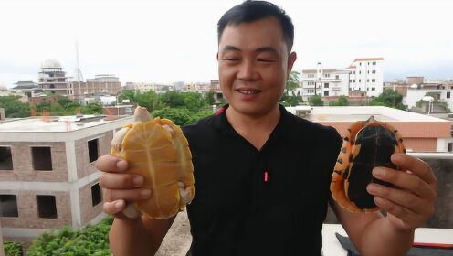 老林去朋友家看乌龟,一只金钱龟价值几万元,这才是养龟土豪