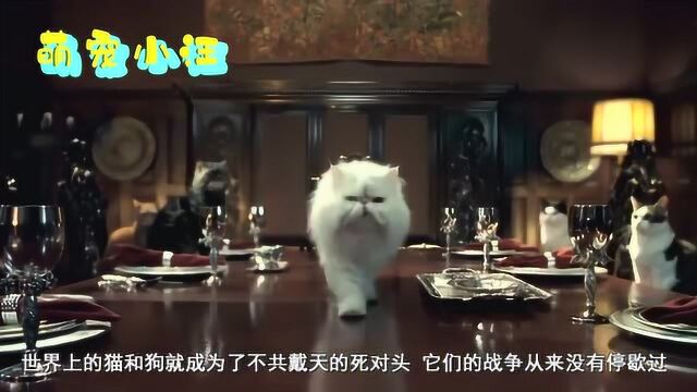 萌宠中的电影明星——米格鲁猎兔犬