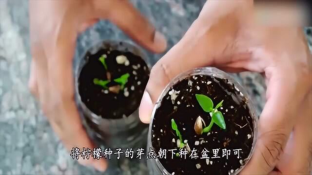 柠檬的盆栽正确种植方法