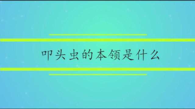 叩头虫的本领是什么