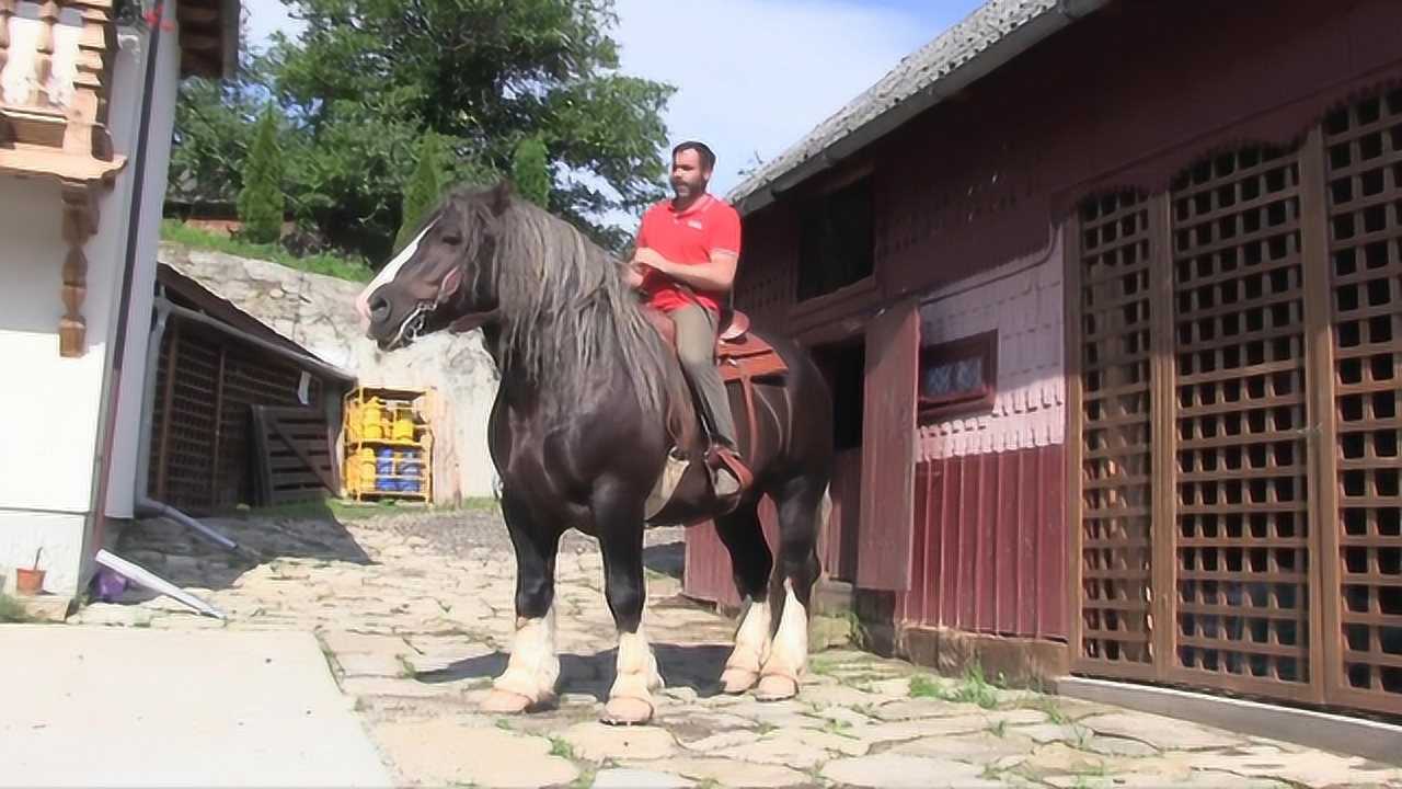 这挽马骑着简直就像骑牛,跑起来霸气侧漏