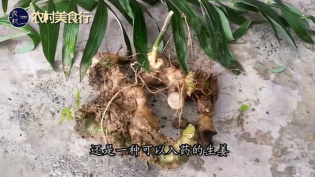 生长在野外的“老虎姜”曾是猪饲料,如今30块一斤,见到请珍惜