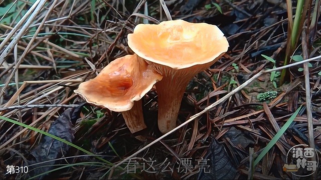 听说这种蘑菇能吃,这边很多都烂了,采的超过瘾,敢吃的速速来捡