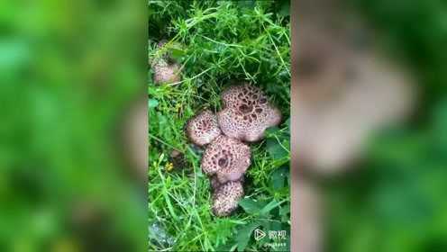 蘑菇