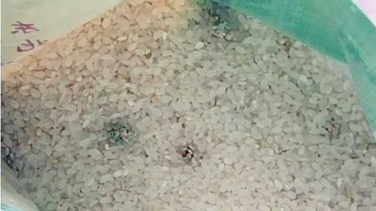 今天才发现,这样保存大米,放一年都不生虫不发霉!这方法真是棒