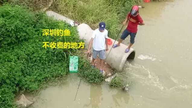 深圳的这个地方,钓鱼不收费,白天晚上没人管,鱼少但是没有油味