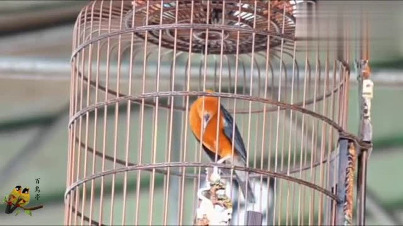 印尼鸟市上一只醉叫的橙头地鸫鸟漂亮笼子有特色