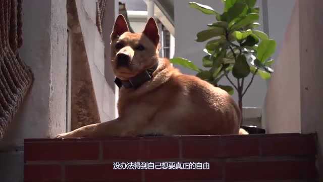 犬岛与汪星人共度的客栈时光