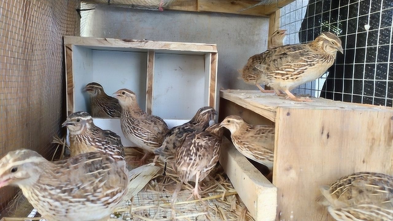 鹌鹑开窝后,下蛋间隔时间越来越长是什么原因呢?