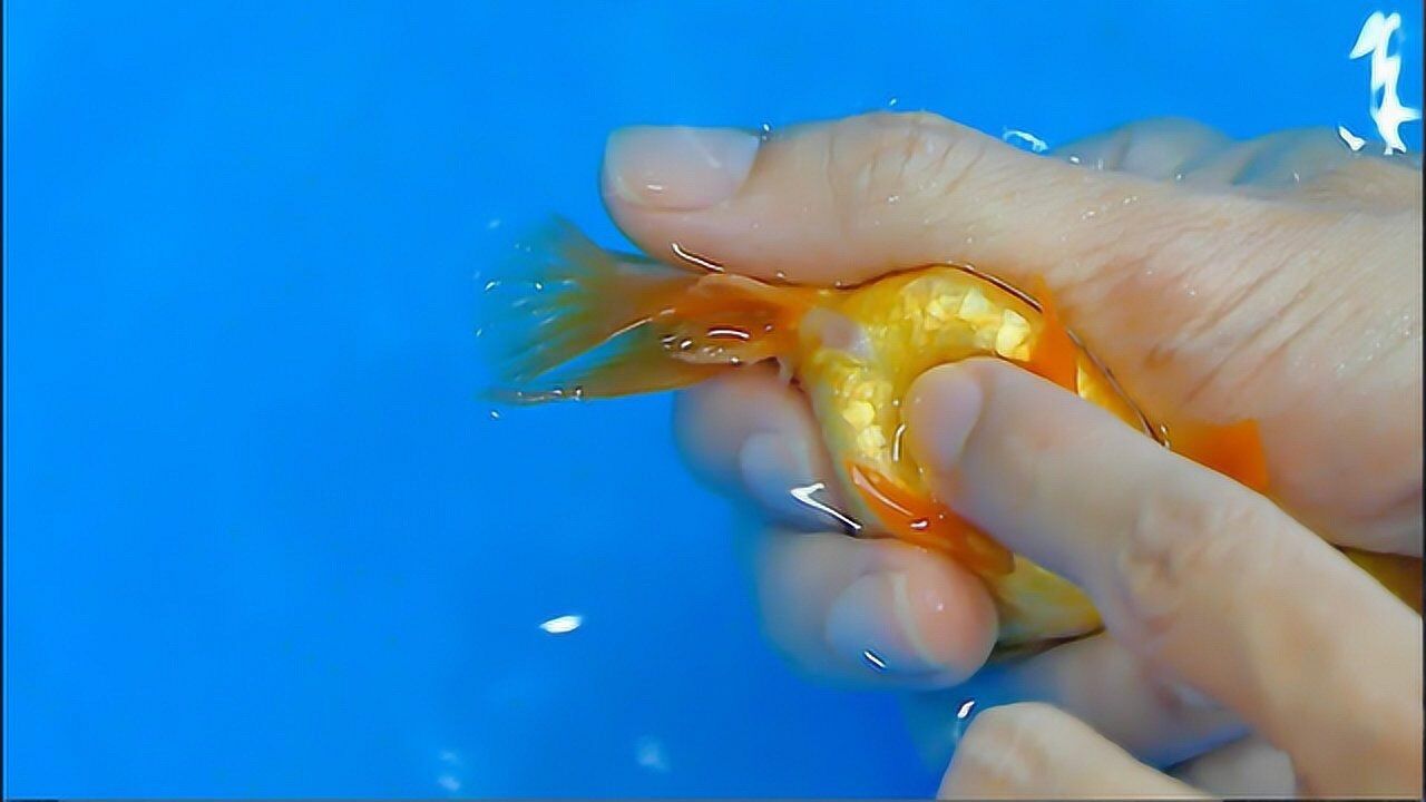 家养金鱼肚子越来越大,主人用手轻轻一挤,收获了意外"惊喜"!