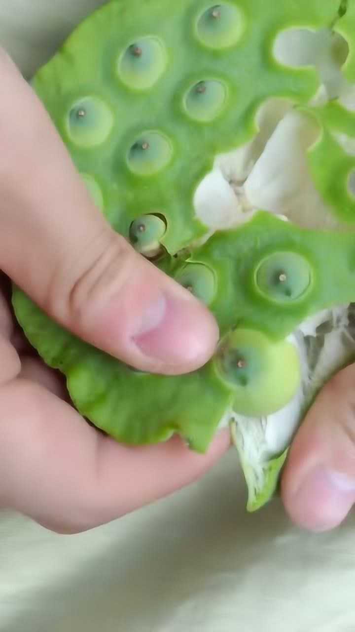 网友实拍剥莲蓬视频,看着真过瘾,莲子被剥出来的那刻真魔性