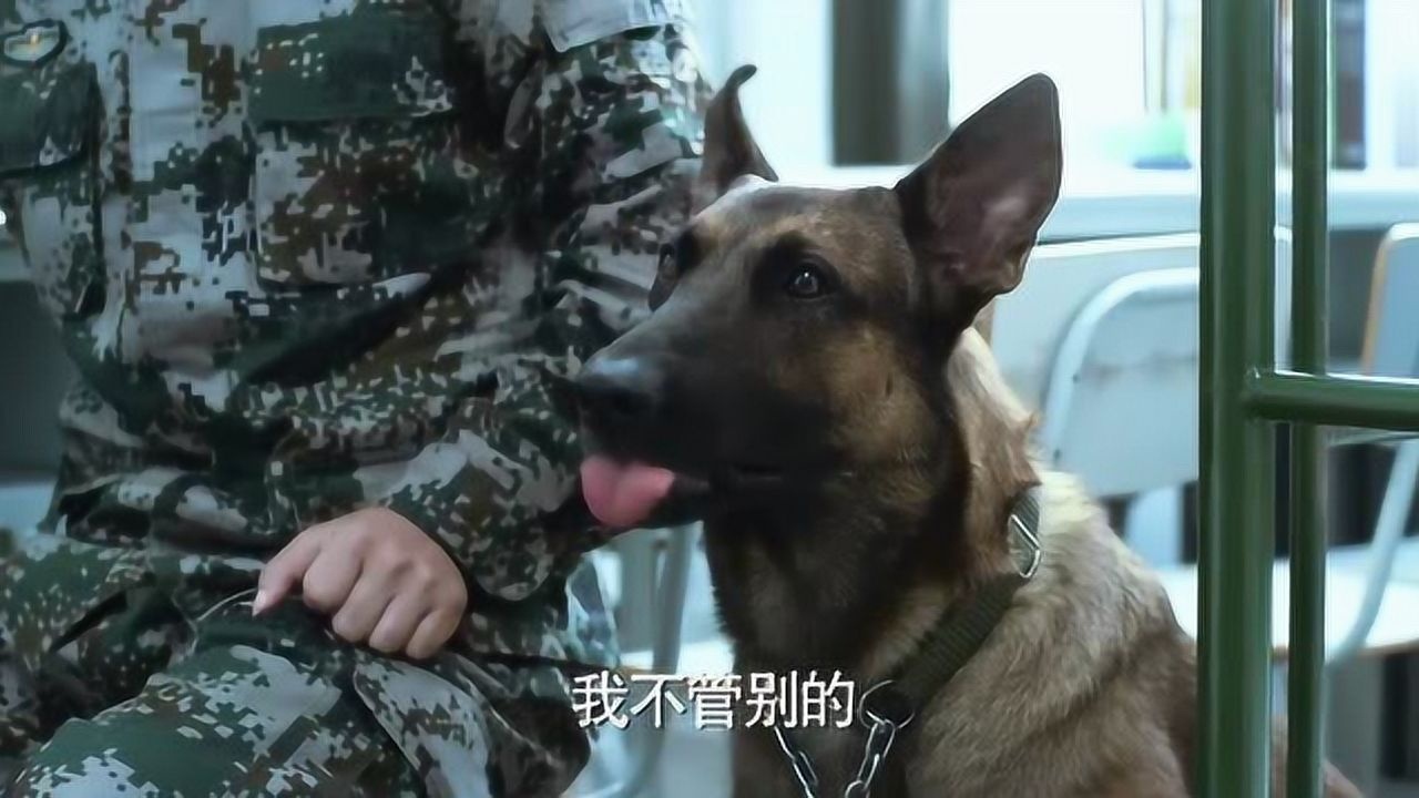 神犬奇兵三连的身家性命竟全放步枪身上一旦失败缘分也尽了