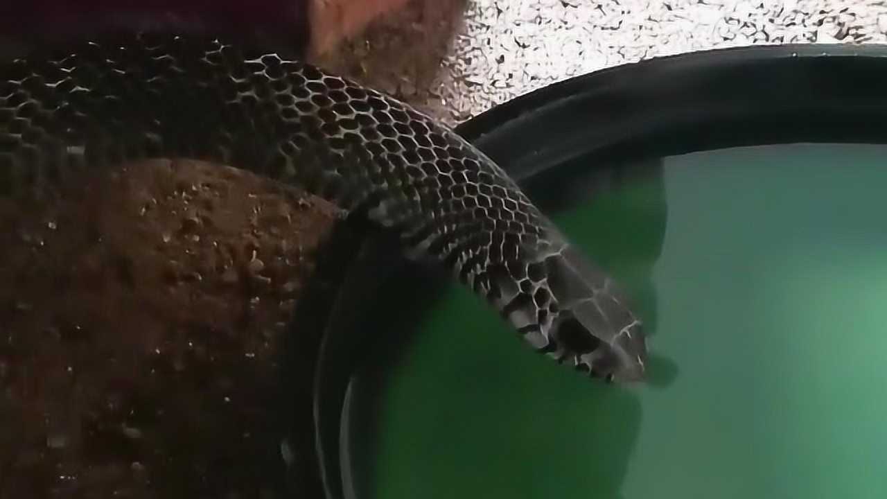 拍摄到罕见蛇喝水画面还以为它像猫狗一样喝水吗