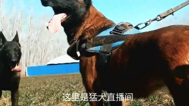 犬中的侠客——马犬