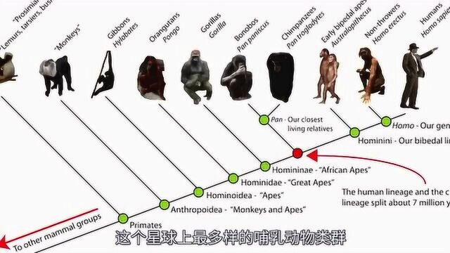 【鬼谷闲谈】古新世始新世极热事件:热潮 来袭.