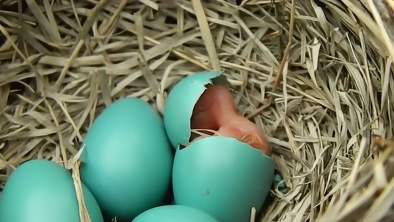 棕头鸦雀鸟蛋图片