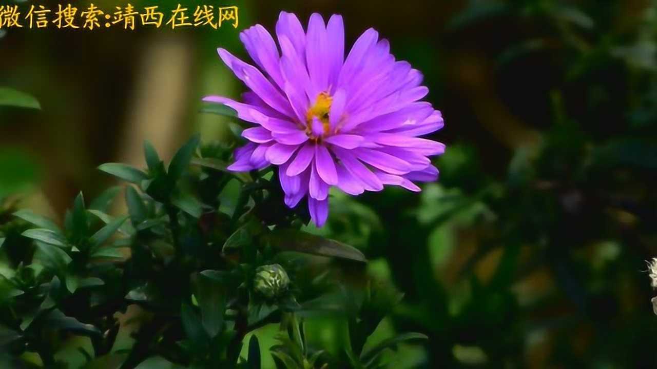 魁圩乡为你推荐自动连播00:33(挑战)这个视频里藏有10只狗头九边pro01