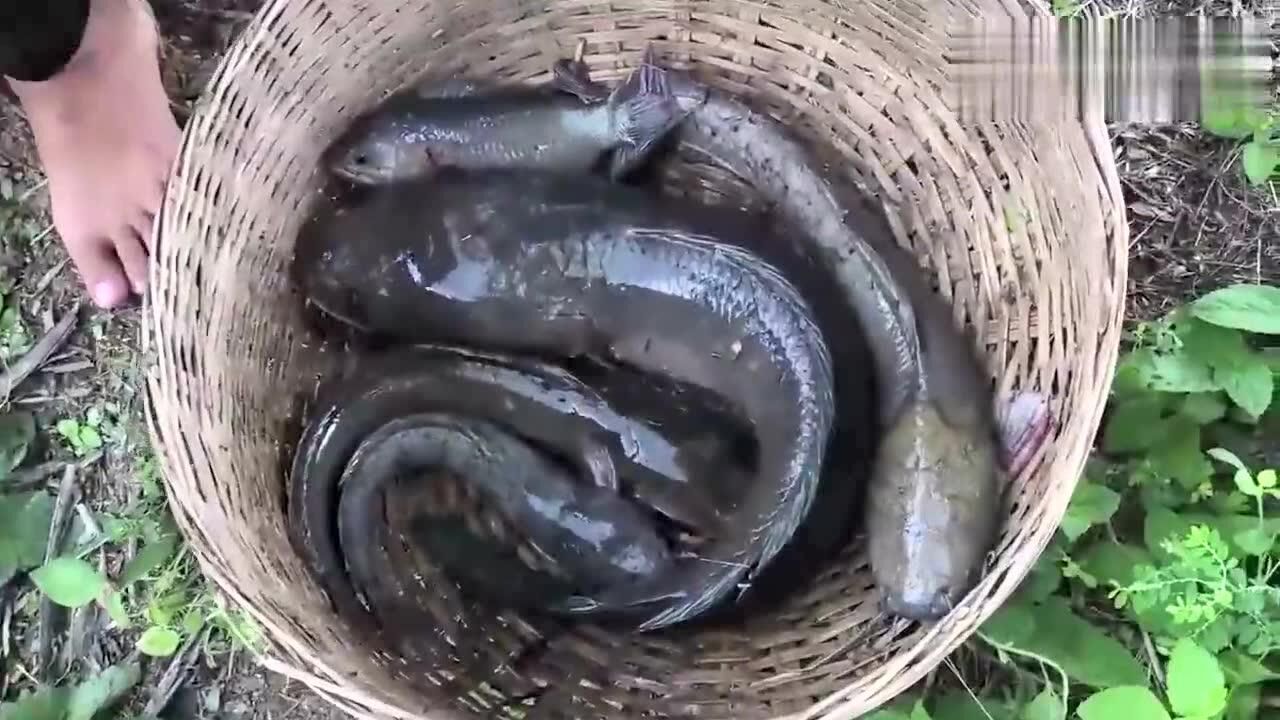 3斤多的大黑鱼看看农村女孩是怎么钓上岸的