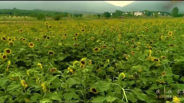 丰收节的举办地三瓜公社