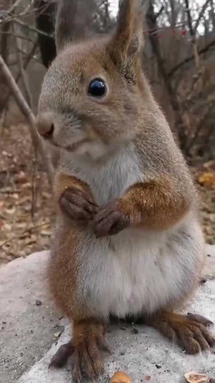 近距离看小松鼠吃坚果这剥松果的手法真利落太可爱了