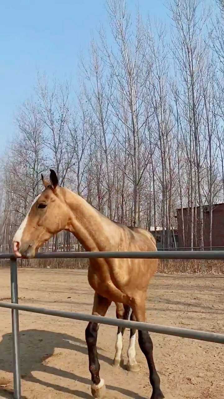 土豪金色汗血寶馬