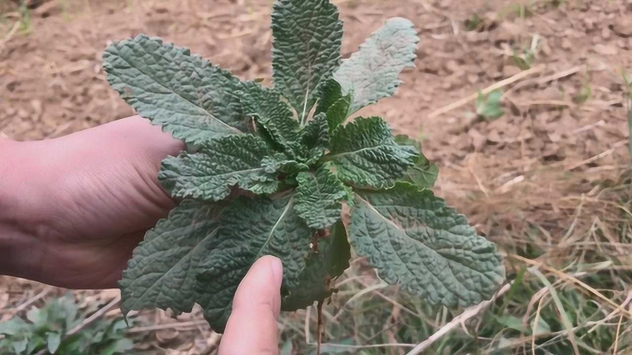 植物"荔枝草",常用于风火牙痛,痔疮,咽喉痛,看视频了解下吧