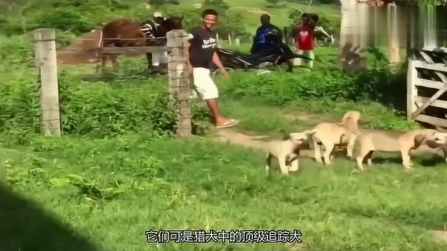 猛犬中的“追踪王牌”号称“江湖追杀令”且被用来看守死刑犯