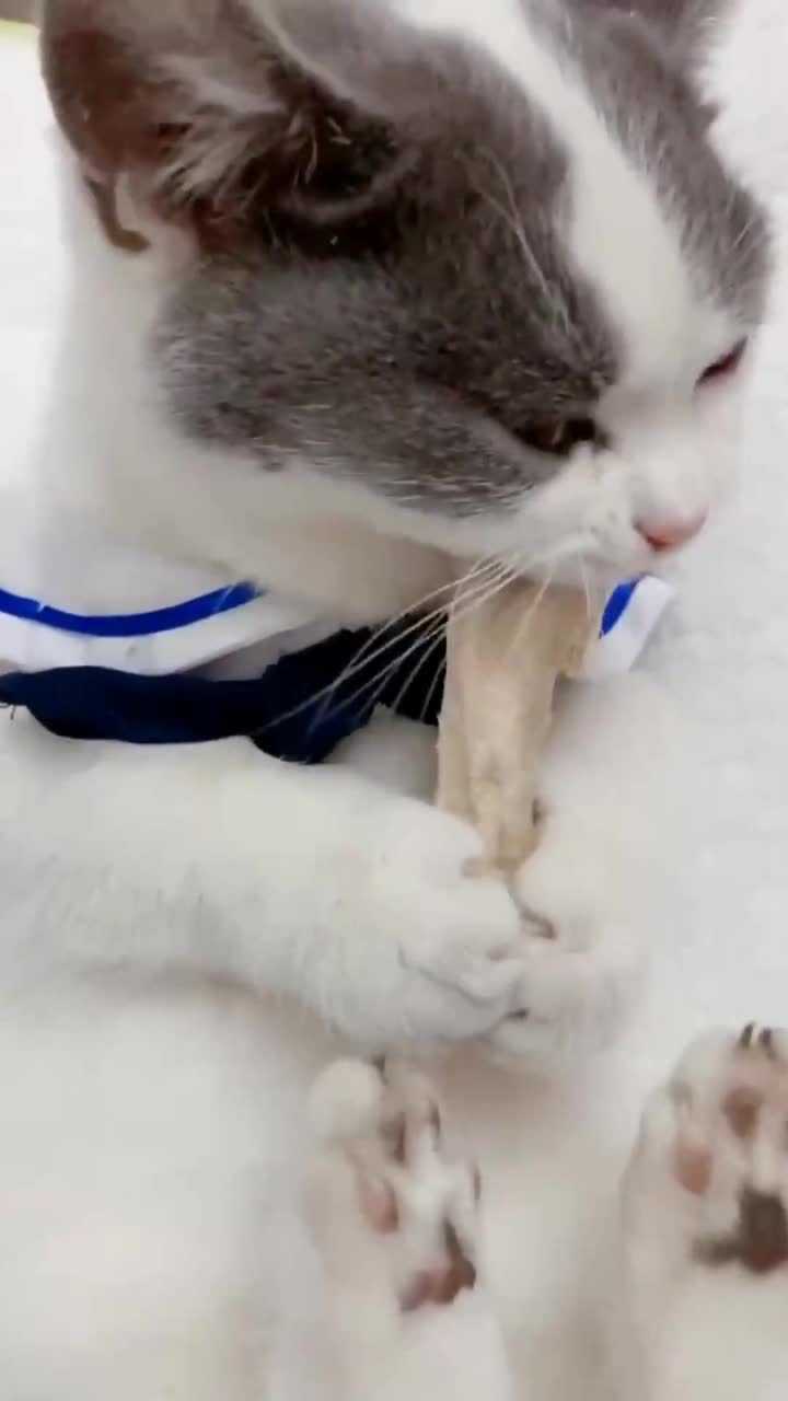 猫咪抱着主人给的小鱼干狂吃网友不一样的吃播