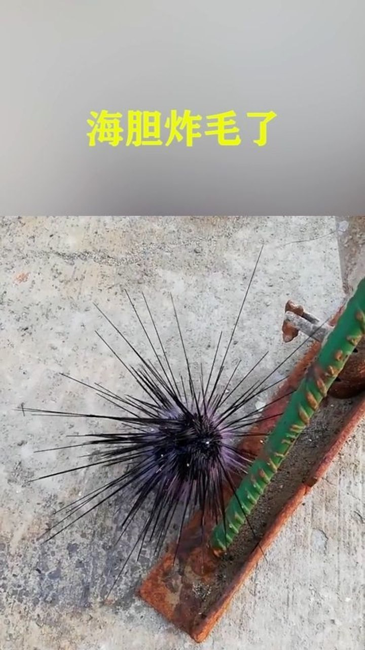 这海胆炸毛了