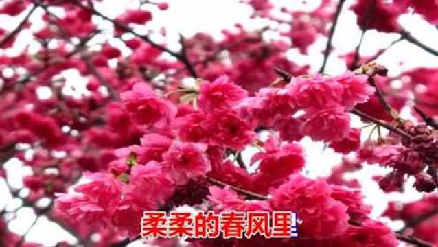 一首非常好听的情歌《桃花雨》