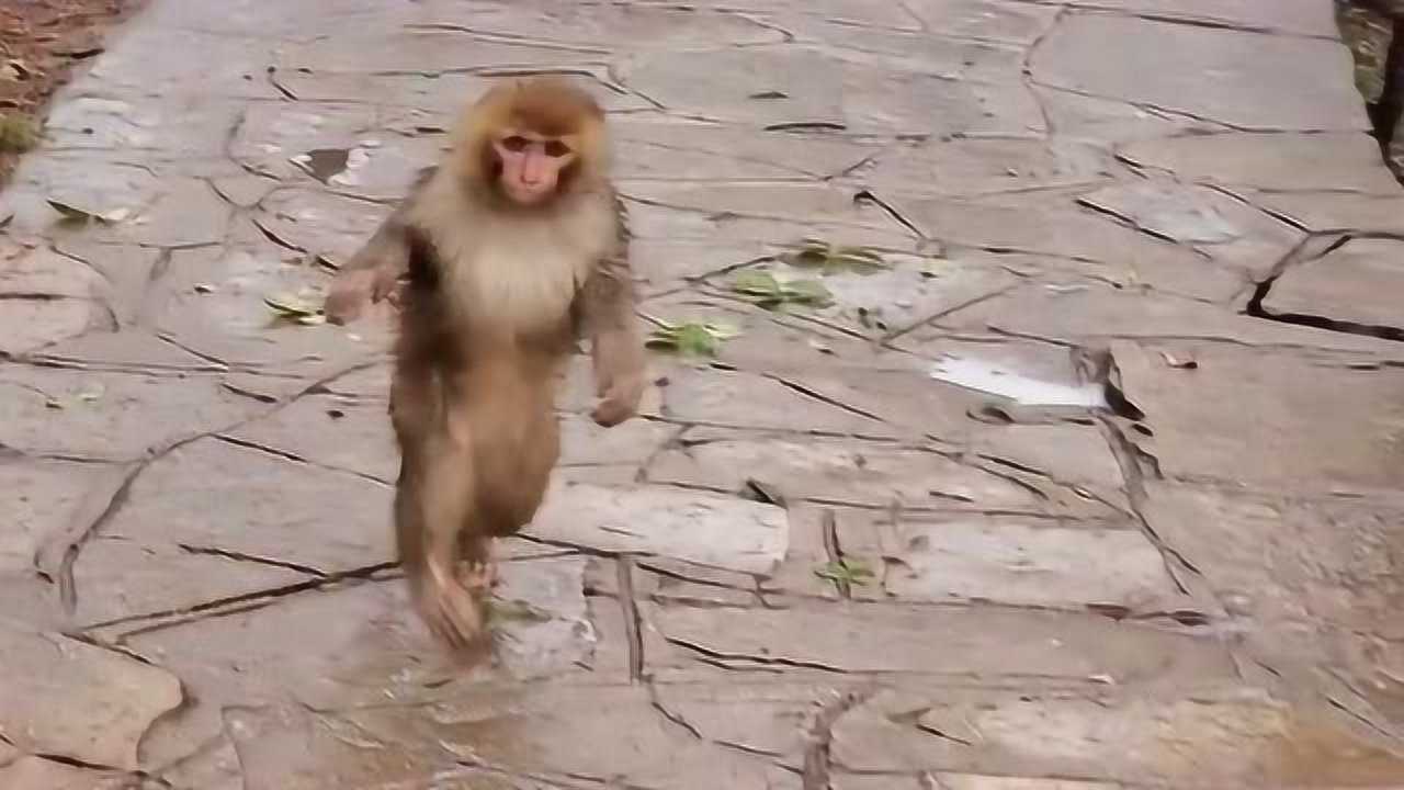 猴子的姿势动作有哪些图片