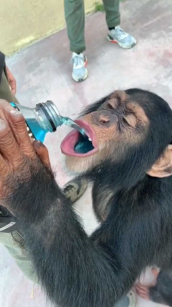 日本的小猴子喝水也太厉害了看样是渴了