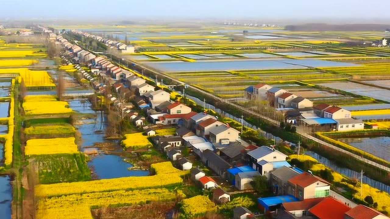 潜江湖北潜江江汉平原柴铺村航拍春暖花开大地一片金黄真漂亮