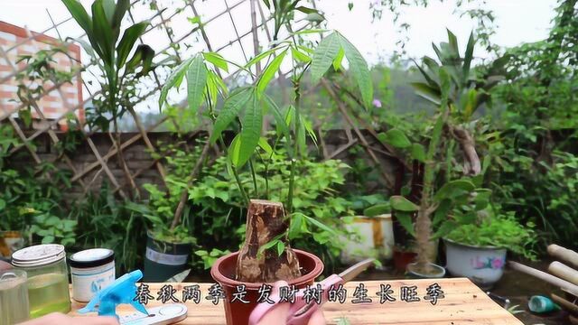 发财树有6个个性,充分把握利用,枝繁叶茂不黄叶,好养又省心