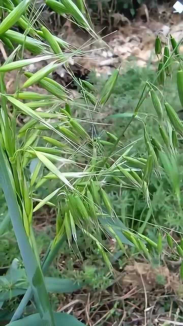 真正的野燕麦没想到是这样的长见识了