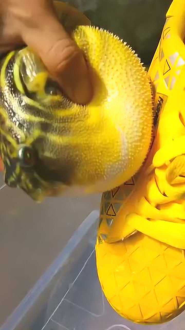 这是我见过最残忍的主人,竟然用河豚擦鞋,真是太过分了