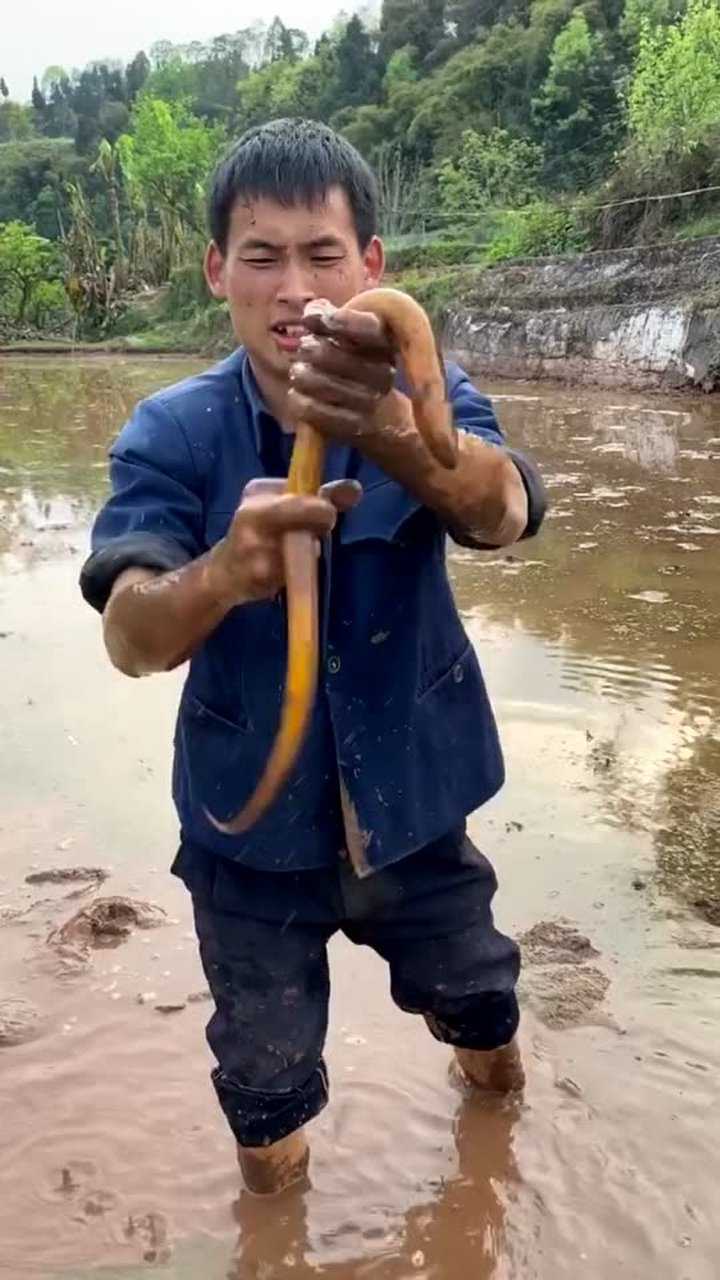 稻田里抓黄鳝,小伙是个高手