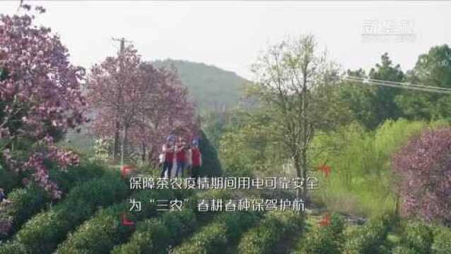 力春耕|制茶电“无忧” 春茶香“依旧”