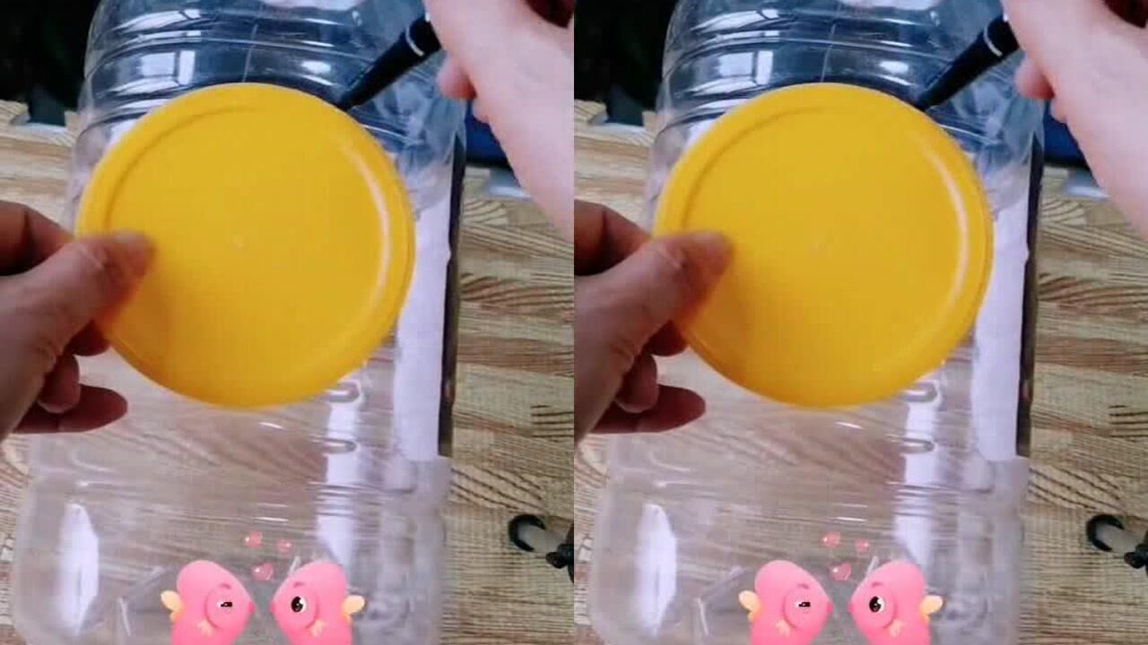 豆油桶做鱼缸既能养鱼又能养花