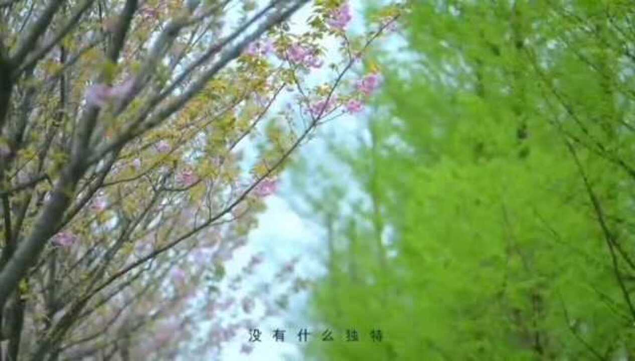 秀山滨江公园樱花高清1080P在线观看平台腾讯视频