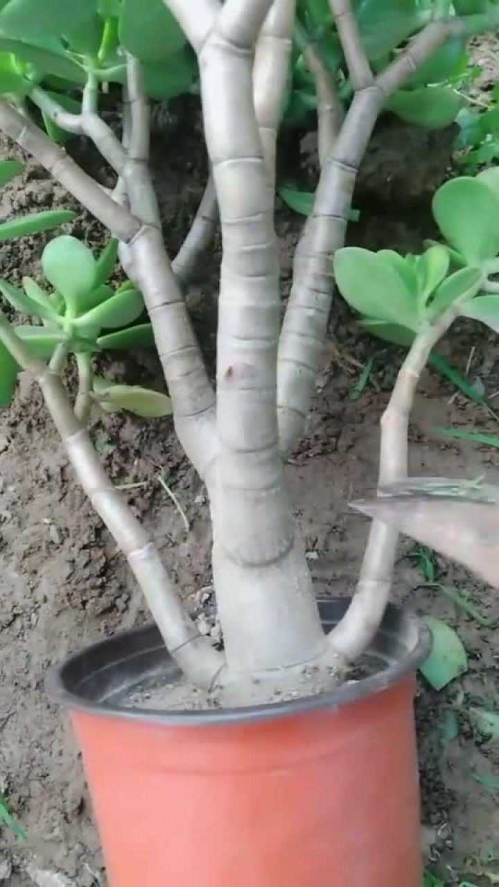 玉树修剪方法