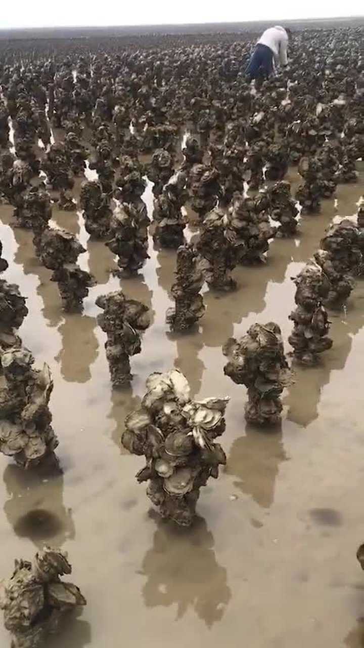 野生海蛎是长在礁石上的这是养殖的模仿其生活习性
