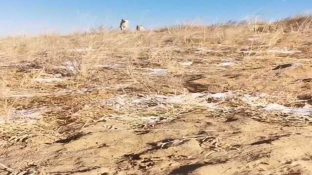 狼群小分队瞬间冲下山,给男子来了个突然袭击,结果万万没想到