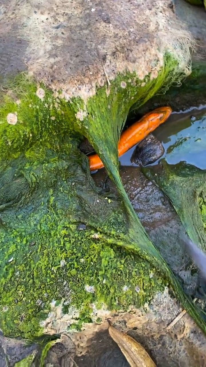 竟然发现一条金黄色的鳝鱼,它好像受伤了,需要抢救一下