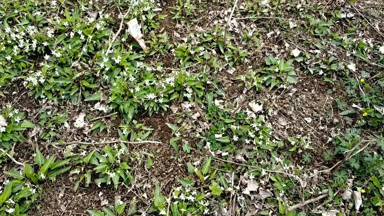 白花地丁,你见过吗?