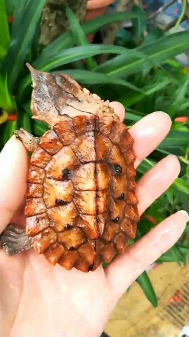 非常罕见的红玛塔龟特别漂亮我太喜欢了