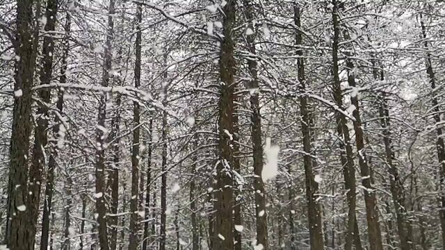 惊艳!一场春雪后的甘肃天祝