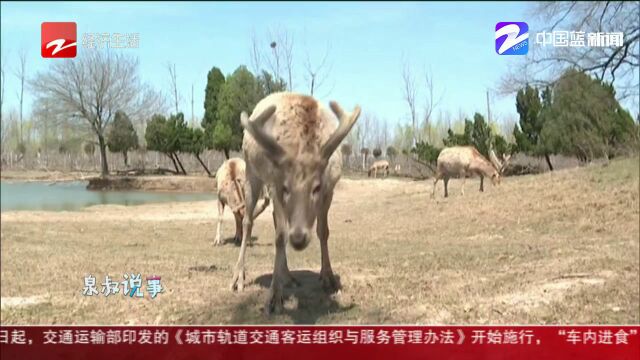 江苏大丰麋鹿保护区,今年第一头小麋鹿出生