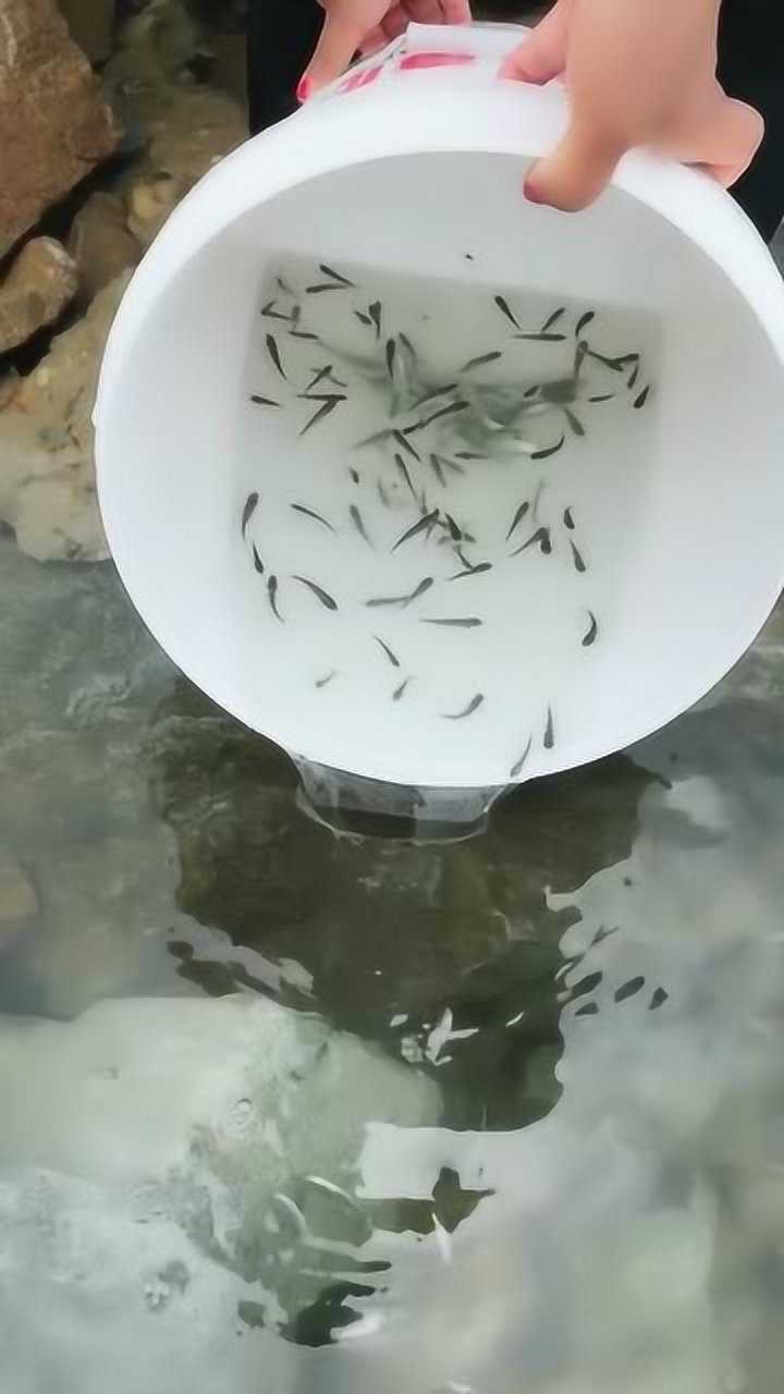 赶海小哥放生一桶小鱼